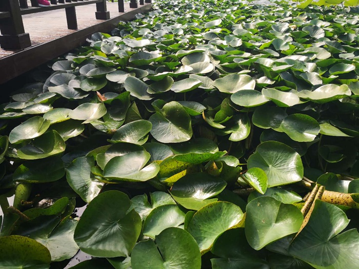 睡莲种植案例 